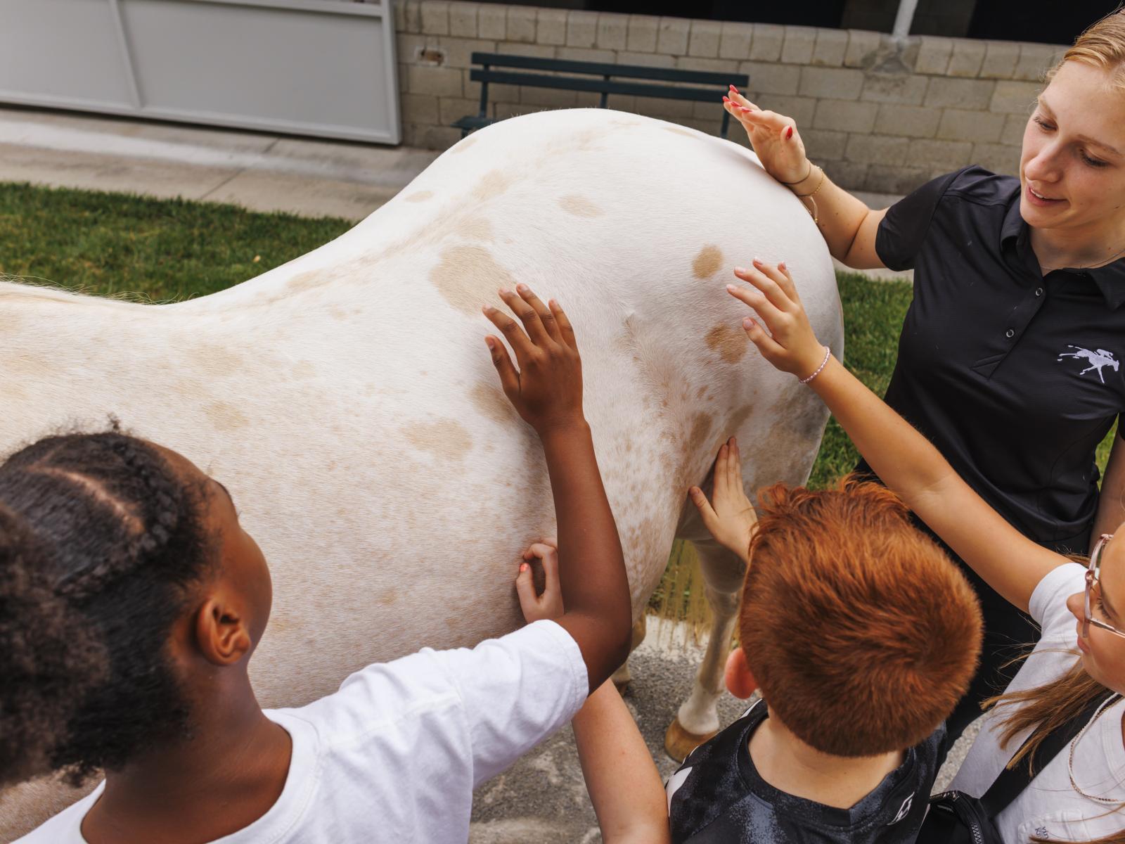 petting horse