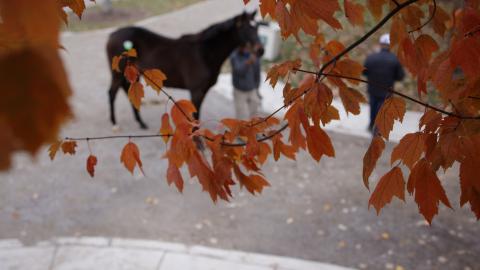 Keeneland November Sale