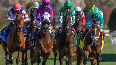 6 horses running toward the camera