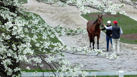 horse and flowers