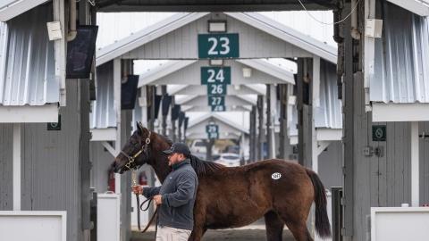 horse walking by barns