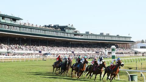 juvenile fillies