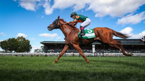 Arzak running in Woodford presented by Fanduel