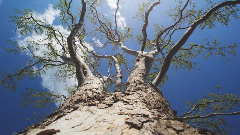 Sycamore Tree