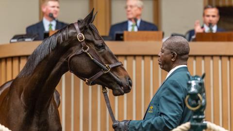 horse and handler