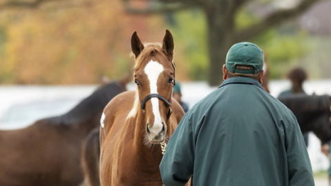 weanling