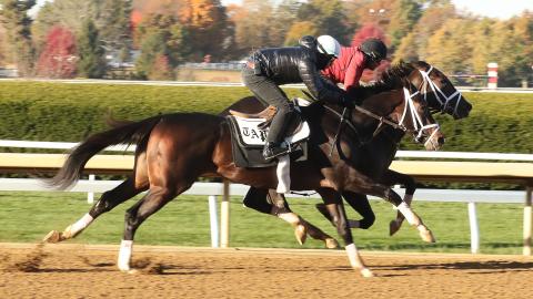 horses racing