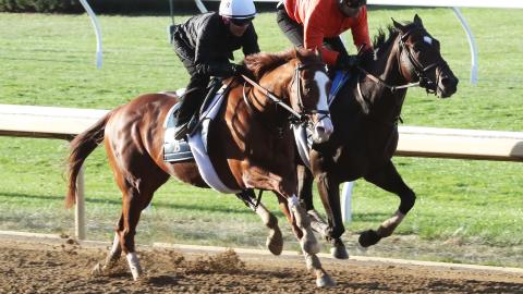 horses workout