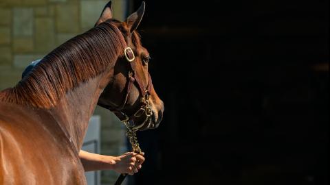 September yearling