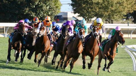 horses racing