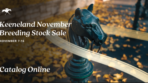 November Sale